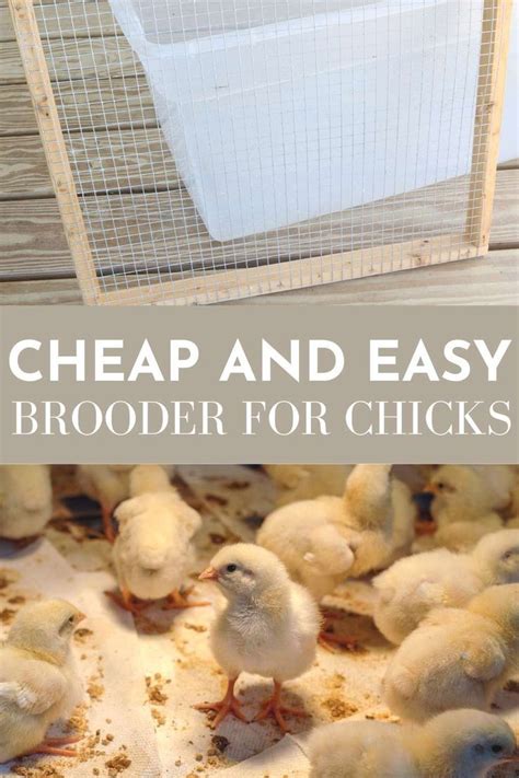 brooder box|brooder box for 30 chicks.